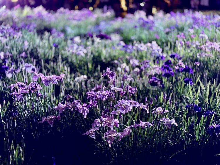 夜の堀切菖蒲園　ライトアップされる花菖蒲 堀切菖蒲園,5月,菖蒲の写真素材