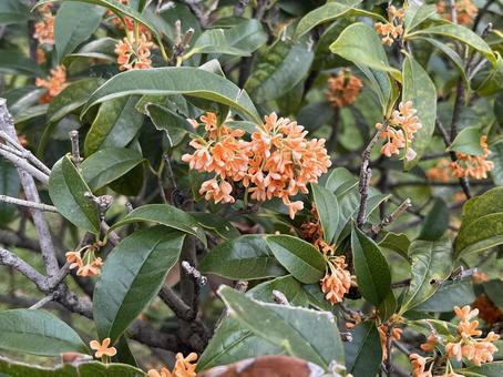 きんもくせい 11月,10月,秋の写真素材