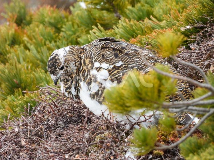 雪の御嶽山で餌を見つけた雌のライチョウ ライチョウ,雌,御嶽山の写真素材