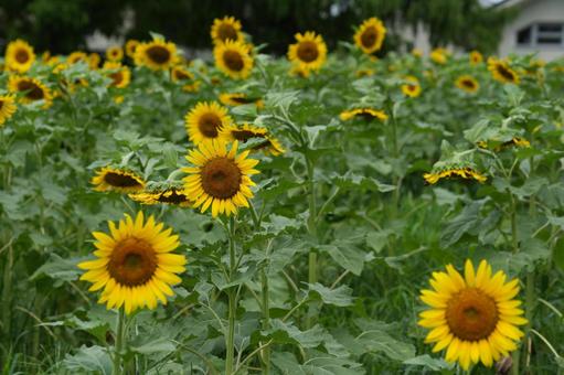 ひまわり（向日葵）の写真