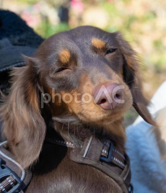 眩しそうに目を細めるダックスフンド 犬,ダックスフンド,茶色の写真素材