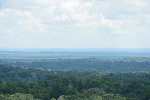 ティカル遺跡の神殿から眺めるジャングル ジャングル,密林,森林の写真素材