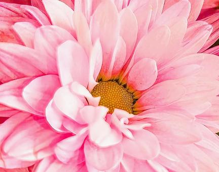 拡大〜ピンク色の花 拡大〜ピンク色の花の写真