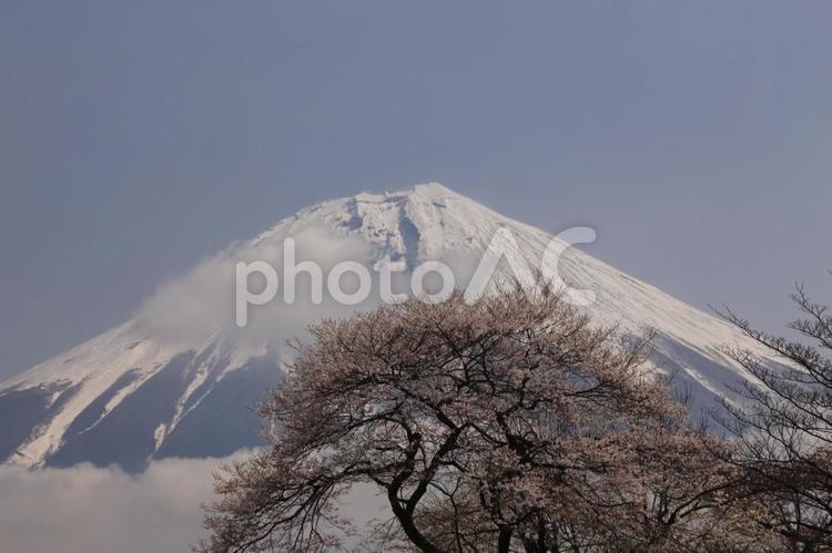 田貫湖からの桜と富士山 富士山,桜,冠雪の写真素材