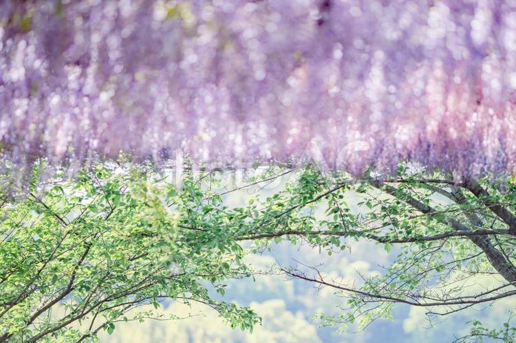 新緑と藤の花の前ボケ 花,藤,満開の写真素材