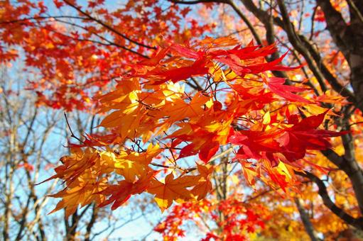 紅葉 紅葉の写真