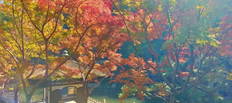 和歌山城と紅葉の日本庭園 和歌山城と紅葉の日本庭園 紅葉,和歌山城,庭園の写真素材