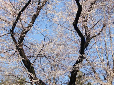 桜木-6 桜木-6の写真