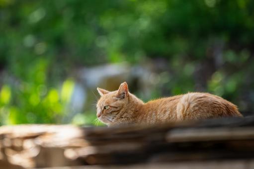 猫(110) 猫(110)の写真
