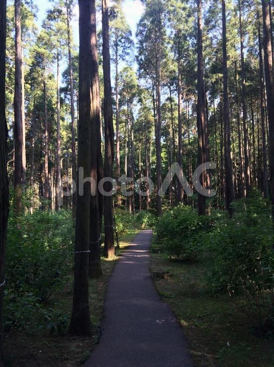 森林の小径 木漏れ日,小道,小径の写真素材