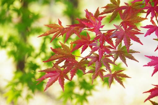 紅葉 紅葉の写真