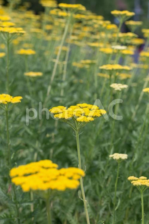 ノコギリソウの花畑 ハーブ,ヤロウ,ノコギリソウの写真素材