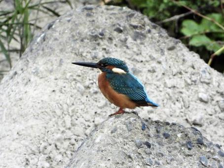 堰石の上に立つカワセミ 鳥,野鳥,カワセミの写真素材