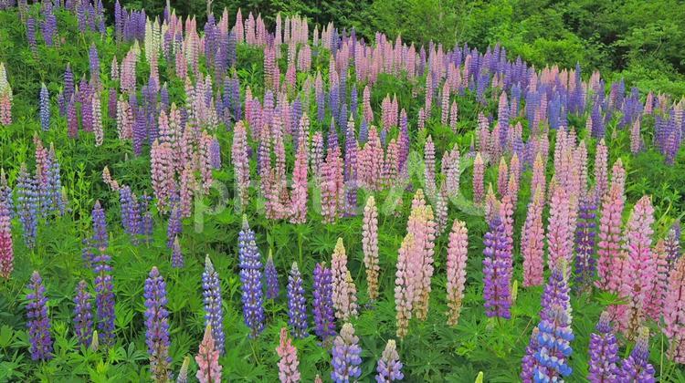 野生のルピナス　カラフルな絨毯　北海道 北海道,ルピナス,野生の写真素材