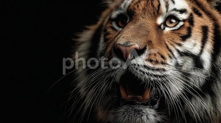 精悍なトラのポートレート：力強い叫び トラ,虎,動物の写真素材