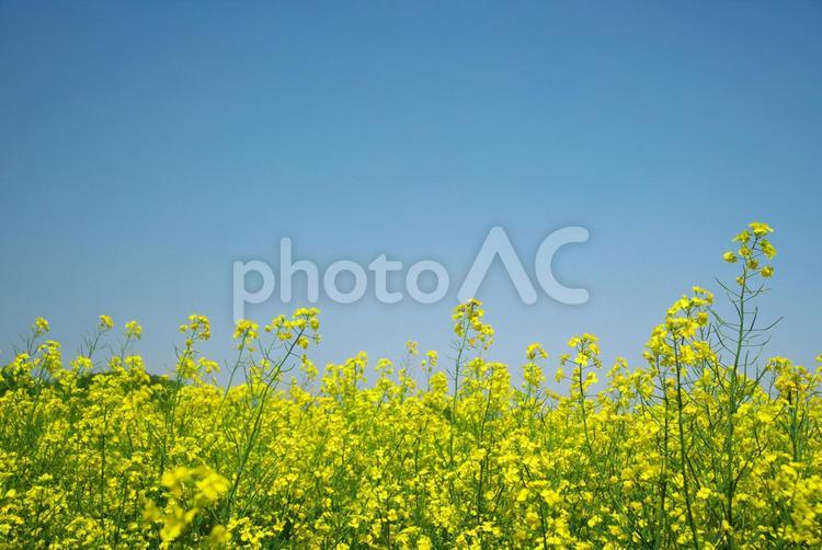 黄色く染まった北国の絶景 菜の花畑,旅行,夏の写真素材
