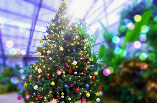 クリスマスツリー・飾り/しまね花の郷 クリスマスツリー・飾り/しまね花の郷 クリスマスツリー,クリスマス飾り,クリスマスの写真素材