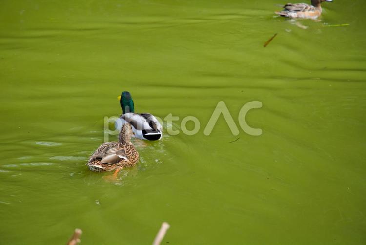 水辺を泳ぐカモの群れ2 公園,渡り鳥,水鳥の写真素材