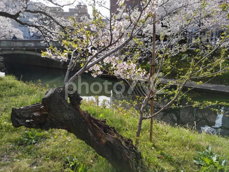 龍みたいな桜の木 桜,自然,木の写真素材