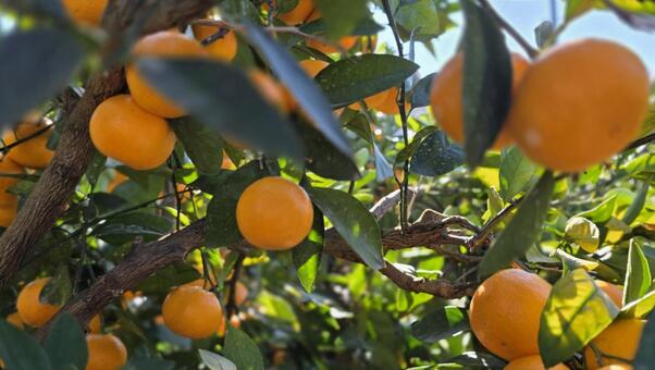 和歌山県のみかん畑 美しい,カラフル,自然の写真素材