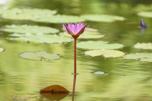 Photo, water lily, flower, summer, 