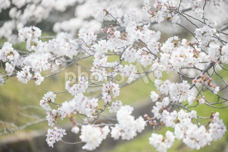 満開の桜（ソメイヨシノ） 桜,ソメイヨシノ,サクラの写真素材