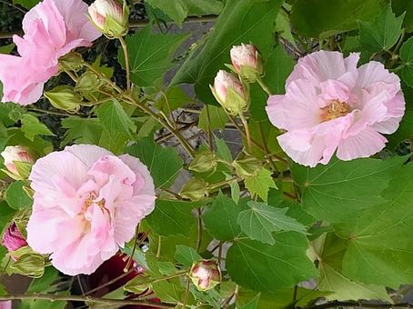 たくさん咲いた美しいスイフヨウの花 たくさん咲いた美しいスイフヨウの花の写真