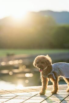 Toy poodle walking in a summer park, JPG