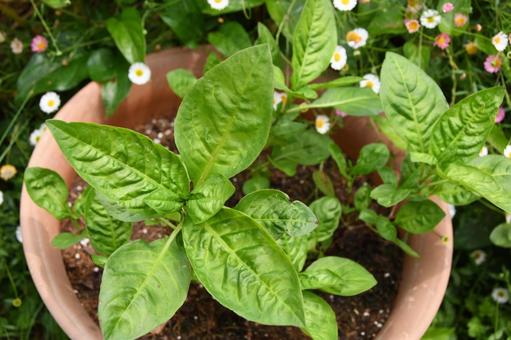 タデアイの苗 タデアイ,藍,苗の写真素材