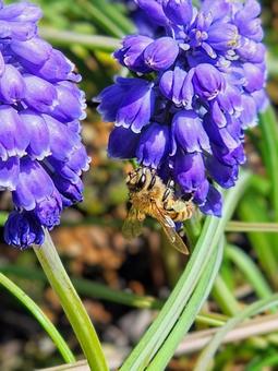 A bee sucking nectar from a flower, JPG A bee sucking nectar from a flower, JPG