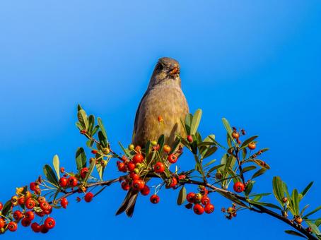 ピラカンサを食べるカワラヒワ カワラヒワ,野鳥,鳥の写真素材