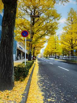 イチョウ並木⑸ イチョウ,黄葉,並木の写真素材