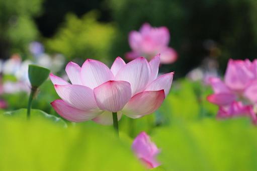 不忍池の蓮の花 1 不忍池の蓮の花 1 蓮,夏,ハスの写真素材
