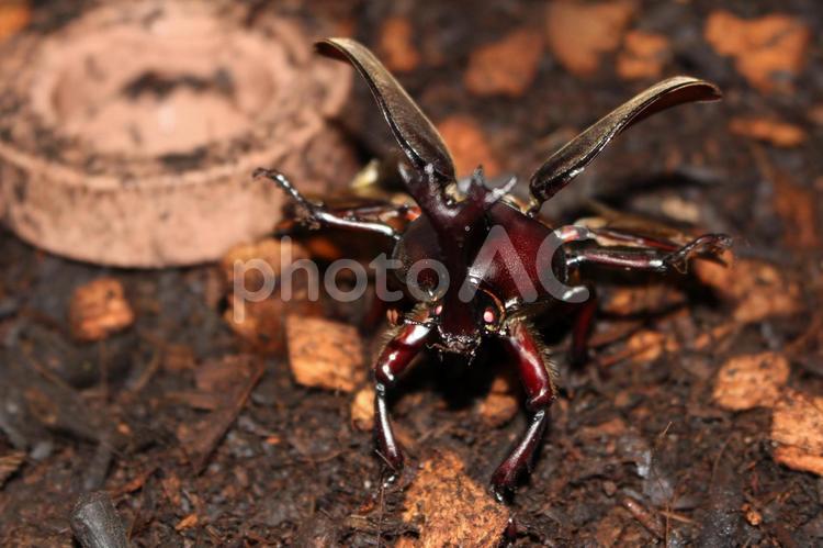 カブトムシの攻撃！！ かぶと虫,カブトムシ,昆虫の写真素材