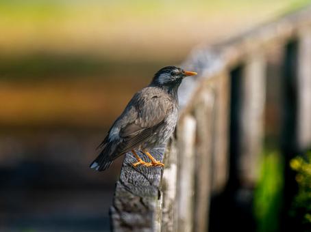 Starling on a fence, JPG