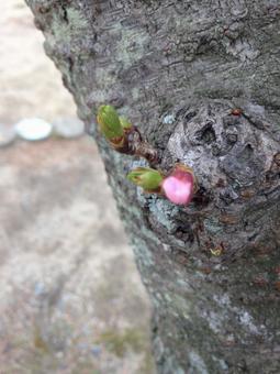 桜の蕾 桜の蕾の写真