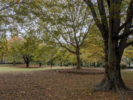 亀戸中央公園の秋の写真