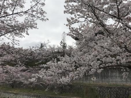 2022桜3 2022桜3の写真