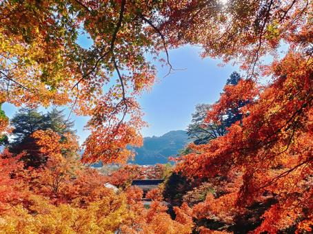 紅葉に包まれる山里 紅葉,もみじ,紅葉狩りの写真素材