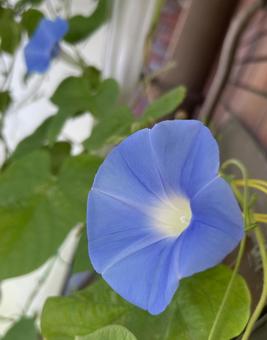 朝顔 朝顔,花,青いの写真素材