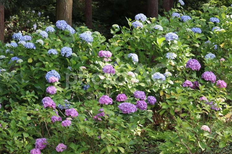 色とりどりのアジサイ 紫陽花,あじさい,アジサイの写真素材