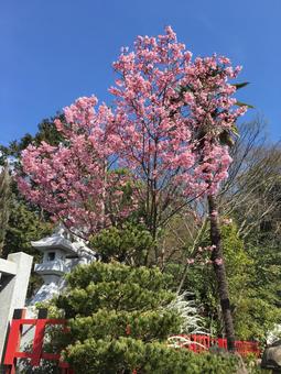 梅 梅の写真