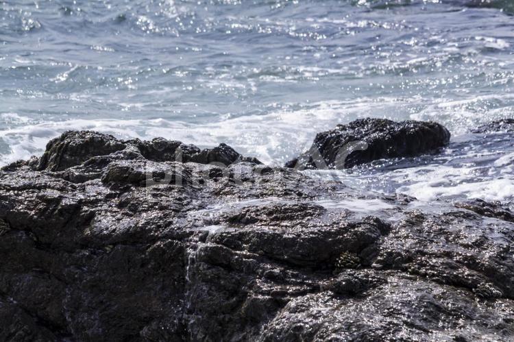 伊良湖の岩海苔2（田原市） 岩海苔,のり,特産品の写真素材