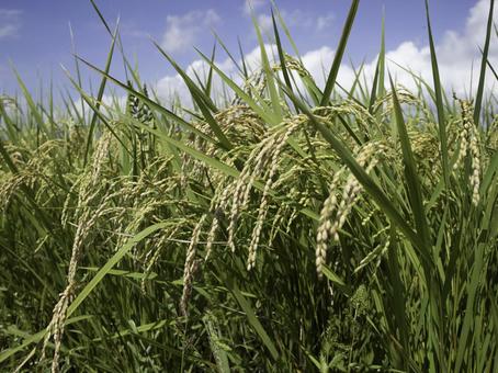 実った稲穂 稲穂,稲,秋の写真素材