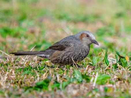 地面を歩くヒヨドリ・野鳥 地面を歩くヒヨドリ・野鳥の写真