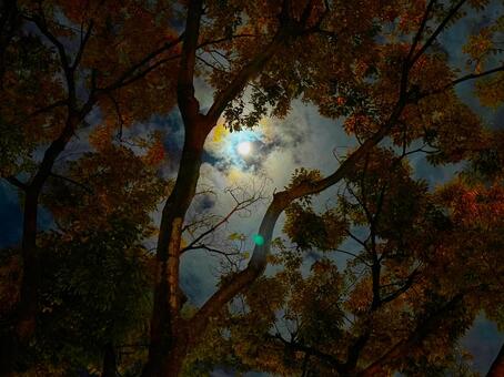 禍々しい雰囲気！深夜のスーパームーン スーパームーン,満月,夜の写真素材