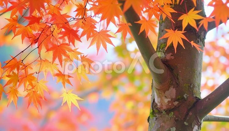 色彩豊かなモミジと幹のアップ　秋の紅葉 もみじ,秋,カラフルの写真素材
