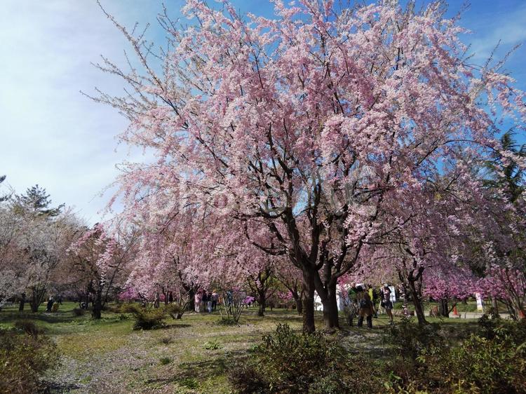 青空と枝垂れ桜  しだれ桜,春,景色の写真素材
