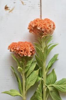 久留米 ケイトウ 久留米 ケイトウの写真