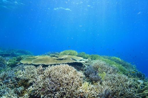 宮古島の海(八重干瀬) 宮古島の海(八重干瀬)の写真